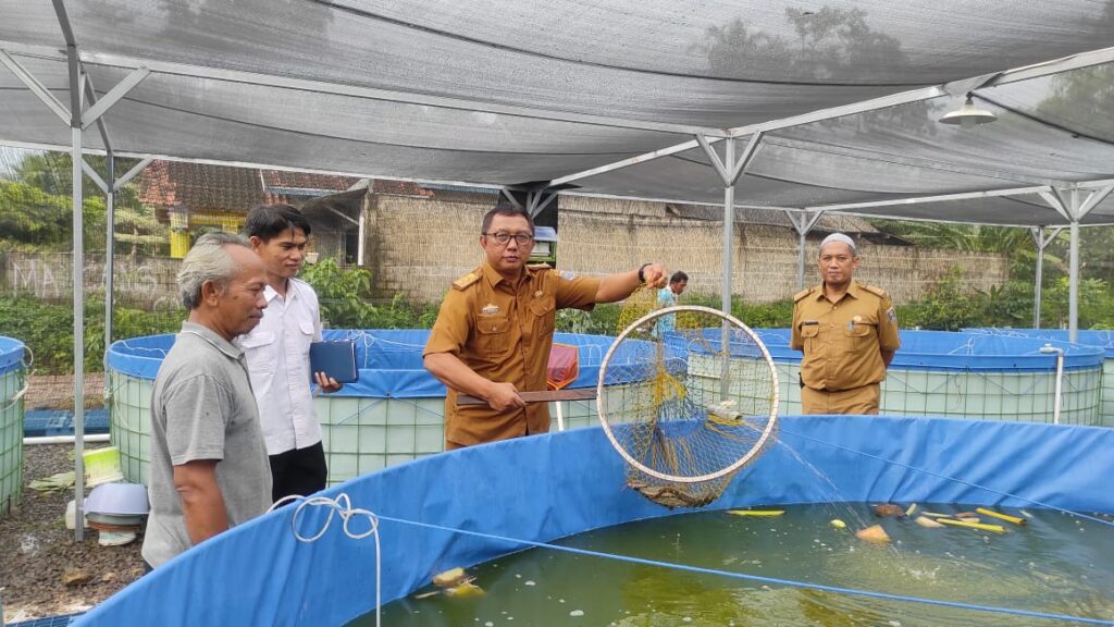 Senin, 20/02/2023. Bidang Perikanan melakukan kegiatan Monitoring dan evaluasi program bantuan integrated farming kolam Bioflok di Poktan Sinar Baru,Banjarsari Kec.Metro Utara. Program integrated farming adalah implementasi dari bentuk kerjasama lintas sektoral antara KKP dengan Kementan dalam rangka mewujudkan ketahanan pangan di Indonesia. Dalam hal ini, KKP memberikan bantuan hibah kepada Kelompok Tani Sinar Baru berupa paket budidaya lele sistem bioflok. Dari program tersebut, Poktan Sinar Baru saat ini tengah menjalankan proses produksi siklus yang ke dua. Adapun hasil dari kegiatan produksi di siklus pertama didapatkan hasil sekitar 2,8 Ton ikan lele.